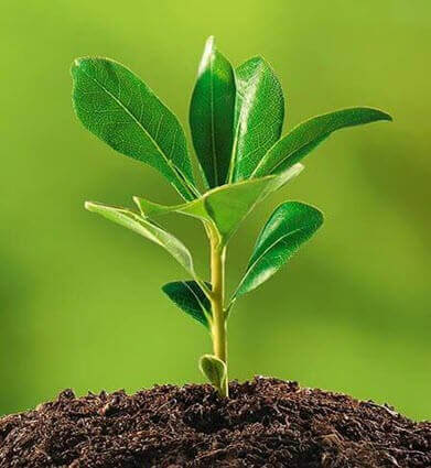 Plant a tree